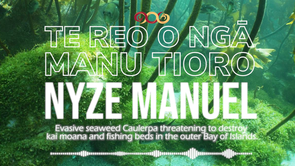 Nyze Manuel - Evasive Seaweed Caulerpa