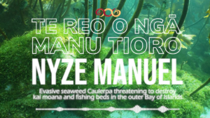 Nyze Manuel - Evasive Seaweed Caulerpa